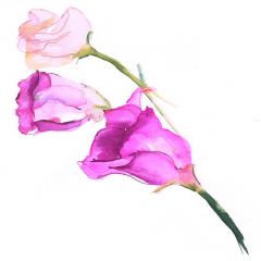 images/flowers/Scan 2.jpg